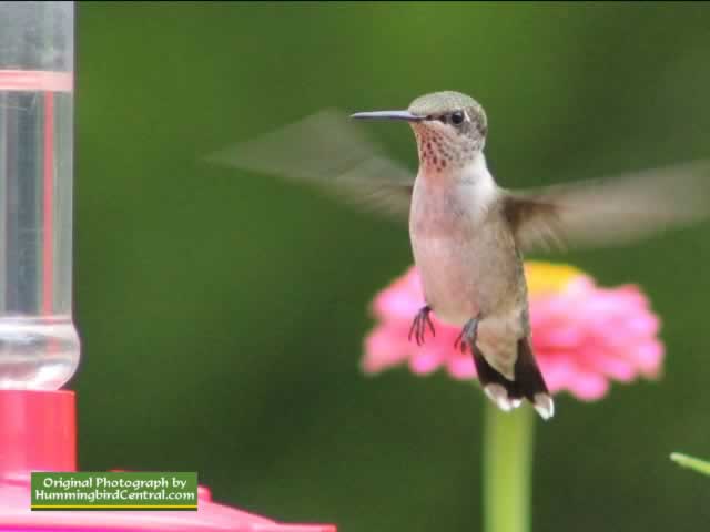 Hummingbird hovering while working a feeder in East Texas Hummingbird hovering while working a feeder in East Texas